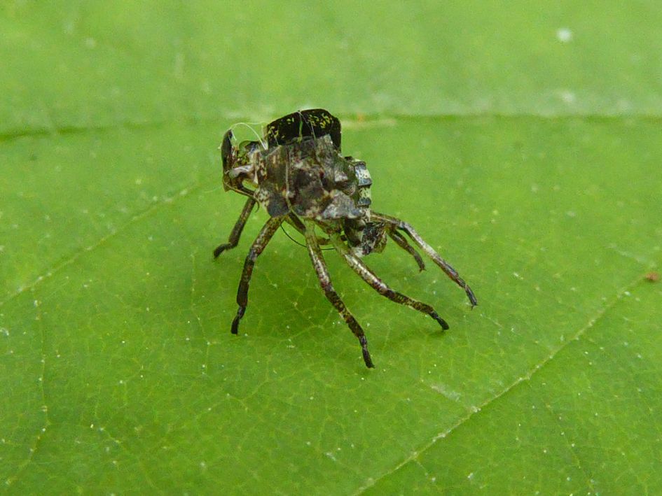 vervellingshuidje te benoemen?